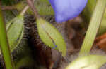 Hairyflower spiderwort